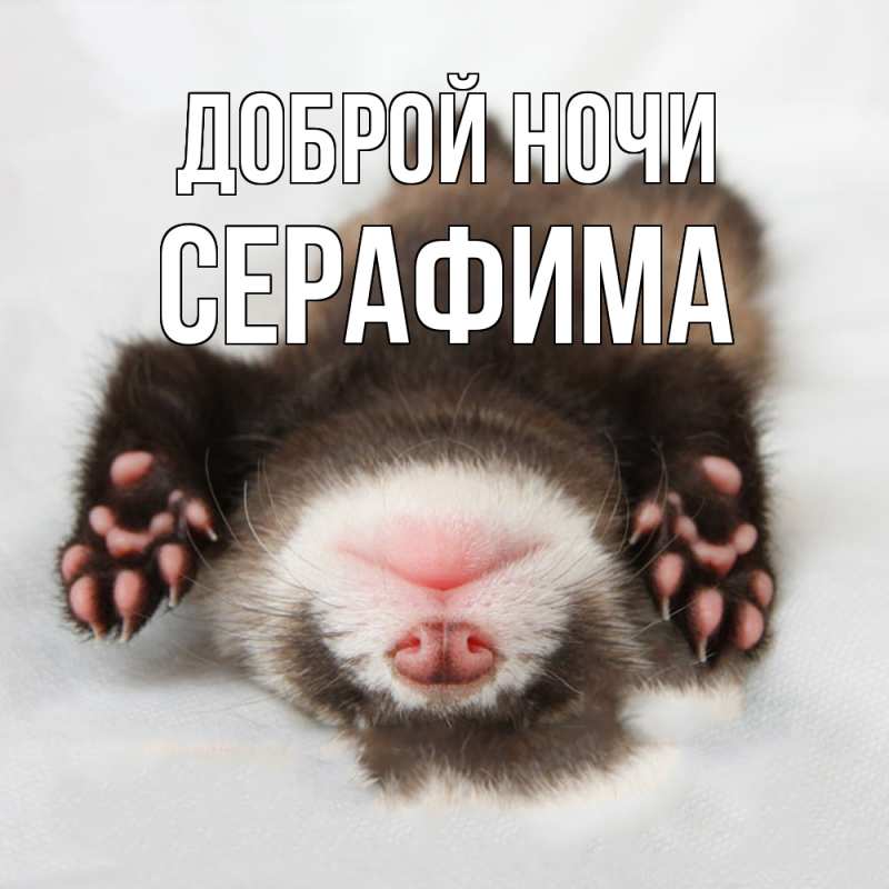 Картинка Доброй ночи, Серафима
