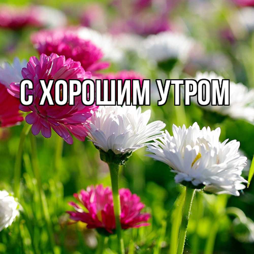 Открытка на каждый день с именем, Лида Люблю тебя международный женский день 1 Прикольная открытка с пожеланием онлайн скачать бесплатно 