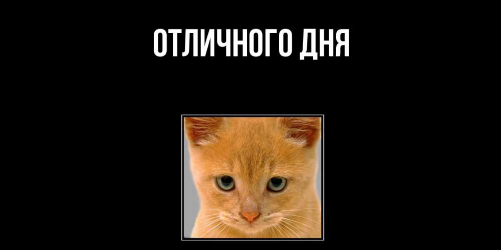 Открытка на каждый день с именем, Леся Скучашки открытки рыжий котенок скучает по тебе Прикольная открытка с пожеланием онлайн скачать бесплатно 