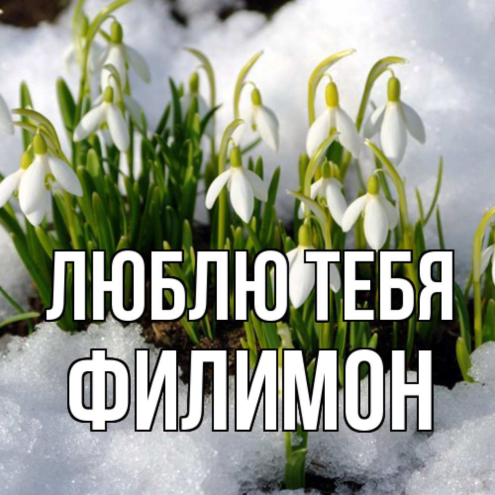 Открытка на каждый день с именем, Филимон Люблю тебя цветы весенние Прикольная открытка с пожеланием онлайн скачать бесплатно 
