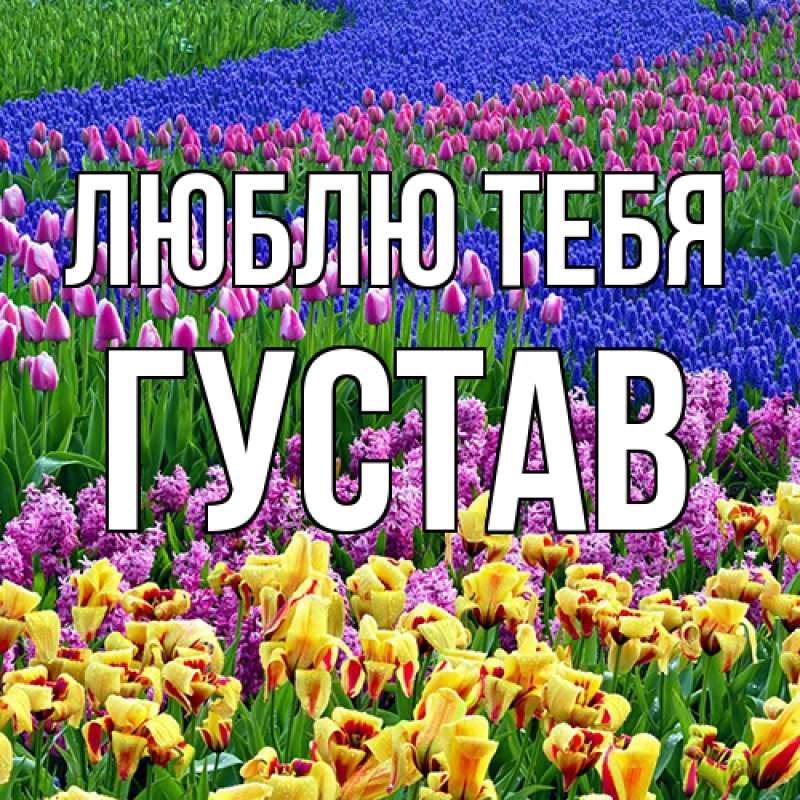 Картинка Люблю тебя, Густав