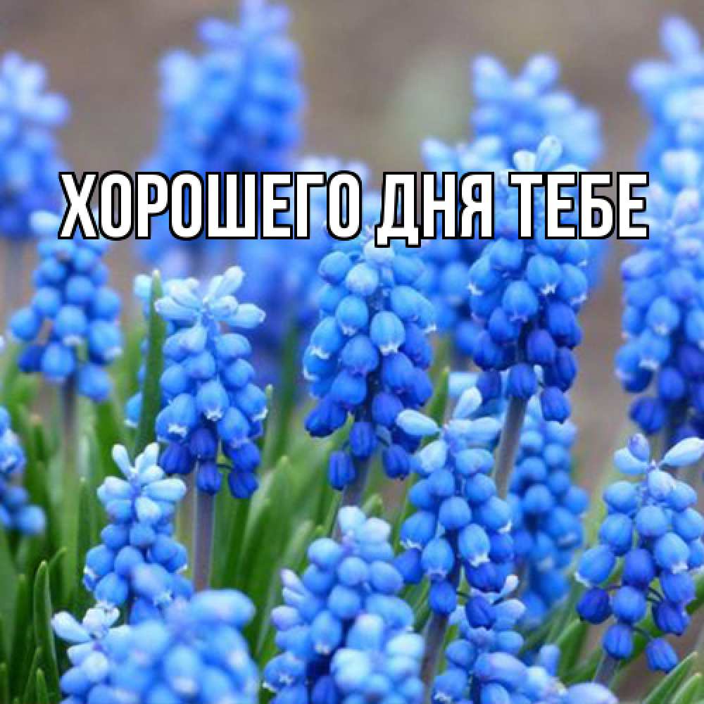 Открытка на каждый день с именем, Гастон Люблю тебя Поздравительная открытка для женщин с цветами на праздничную дату Прикольная открытка с пожеланием онлайн скачать бесплатно 