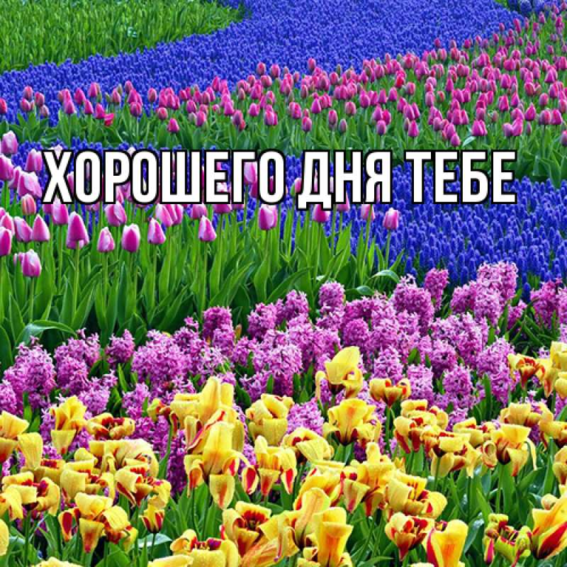 Картинка Люблю тебя, Гастон