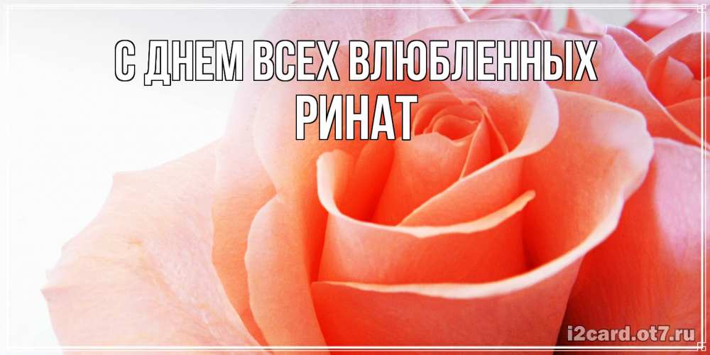 Открытка на каждый день с именем, Ринат С днем всех влюбленных открытка на день Святого Валентина с розовой розой Прикольная открытка с пожеланием онлайн скачать бесплатно 