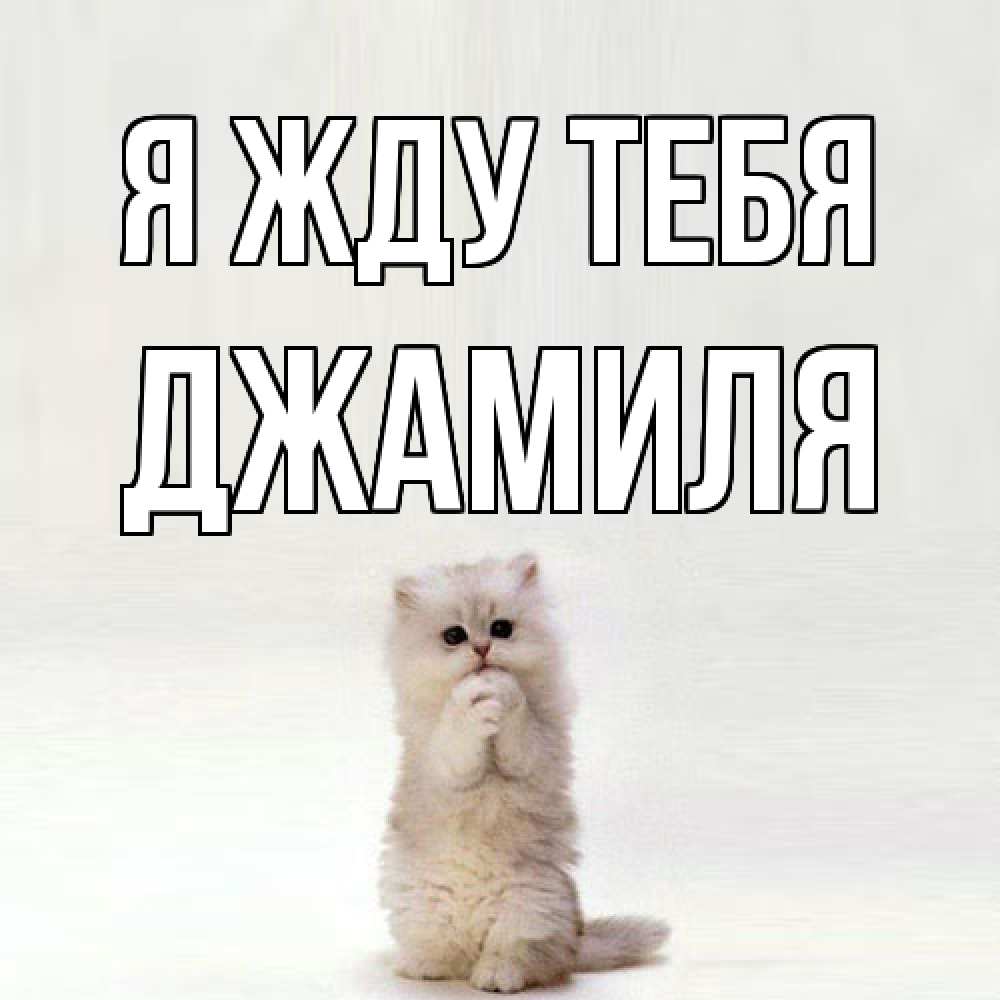 Открытка на каждый день с именем, Джамиля Я жду тебя кот стоит на задних лапах Прикольная открытка с пожеланием онлайн скачать бесплатно 