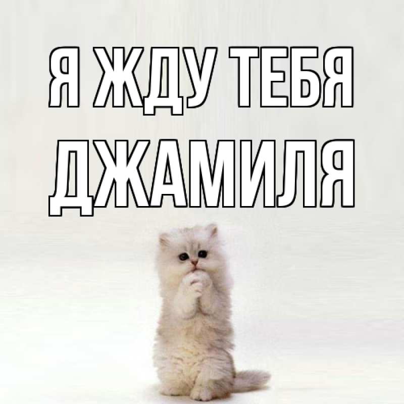 Картинка Я жду тебя, Джамиля