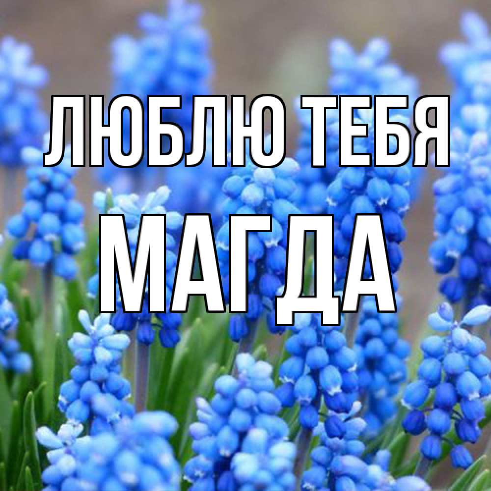 Открытка на каждый день с именем, Магда Люблю тебя Поздравительная открытка для женщин с цветами на праздничную дату Прикольная открытка с пожеланием онлайн скачать бесплатно 