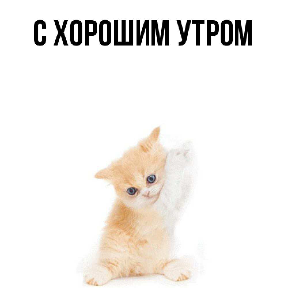 Открытка на каждый день с именем, Тина Я жду тебя зверушки и милота Прикольная открытка с пожеланием онлайн скачать бесплатно 