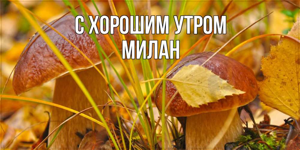 Открытка на каждый день с именем, Милан С хорошим утром осенние грибы Прикольная открытка с пожеланием онлайн скачать бесплатно 