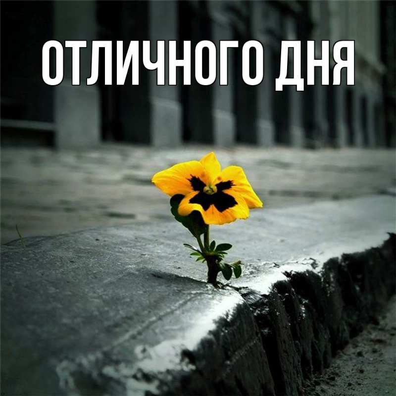 Картинка Скучашки, Леся