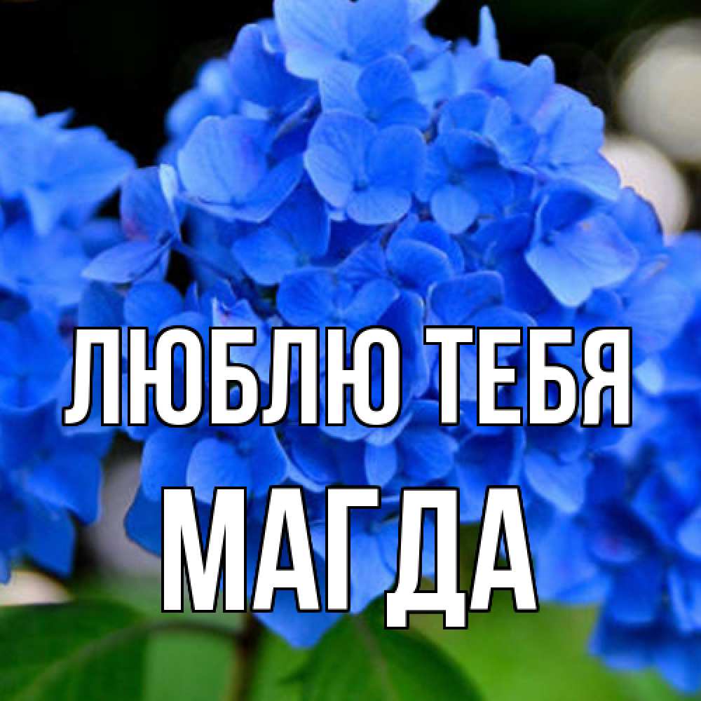 Открытка на каждый день с именем, Магда Люблю тебя синие цветы Прикольная открытка с пожеланием онлайн скачать бесплатно 