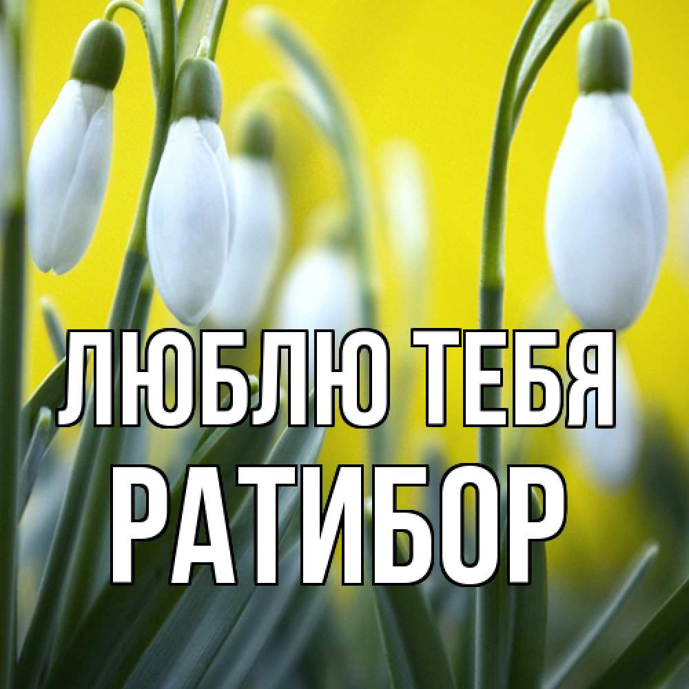 Открытка на каждый день с именем, Ратибор Люблю тебя весенние цветы Прикольная открытка с пожеланием онлайн скачать бесплатно 