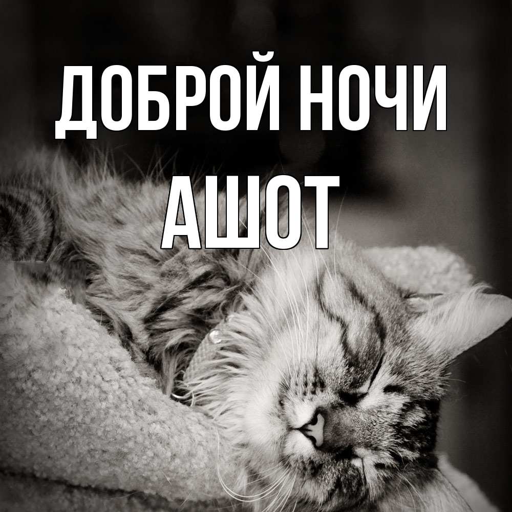 Открытка на каждый день с именем, Ашот Доброй ночи котярик пушистый Прикольная открытка с пожеланием онлайн скачать бесплатно 