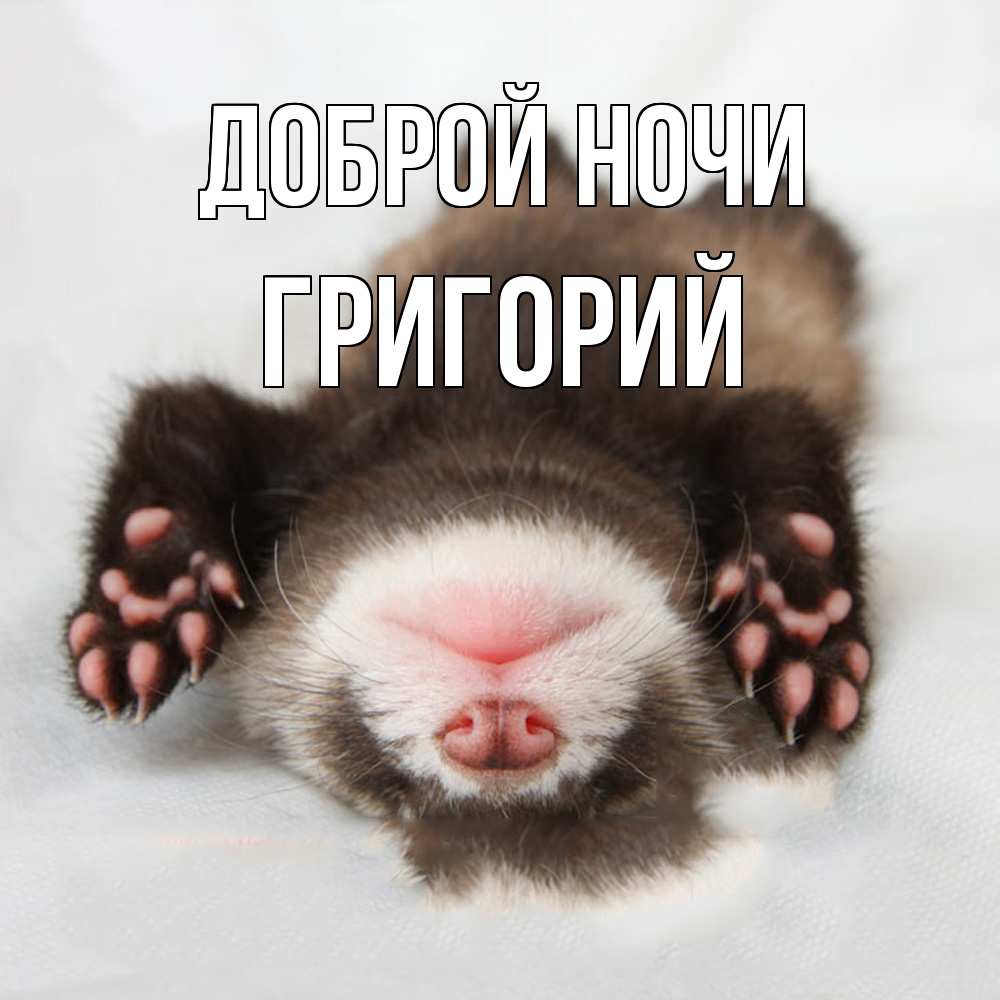Открытка на каждый день с именем, Григорий Доброй ночи зверек Прикольная открытка с пожеланием онлайн скачать бесплатно 