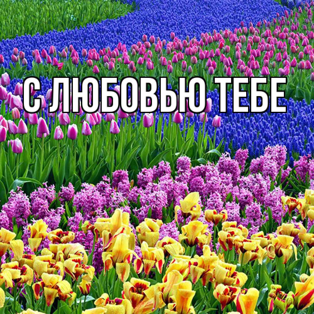 Открытка на каждый день с именем, Аза Люблю тебя цветы Прикольная открытка с пожеланием онлайн скачать бесплатно 