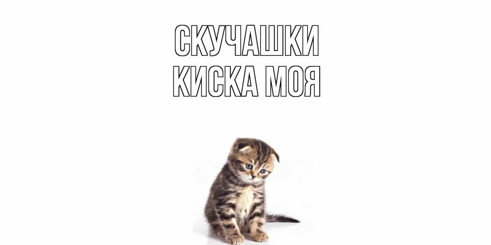 Открытка на каждый день с именем, Киска-моя Скучашки кот Прикольная открытка с пожеланием онлайн скачать бесплатно 