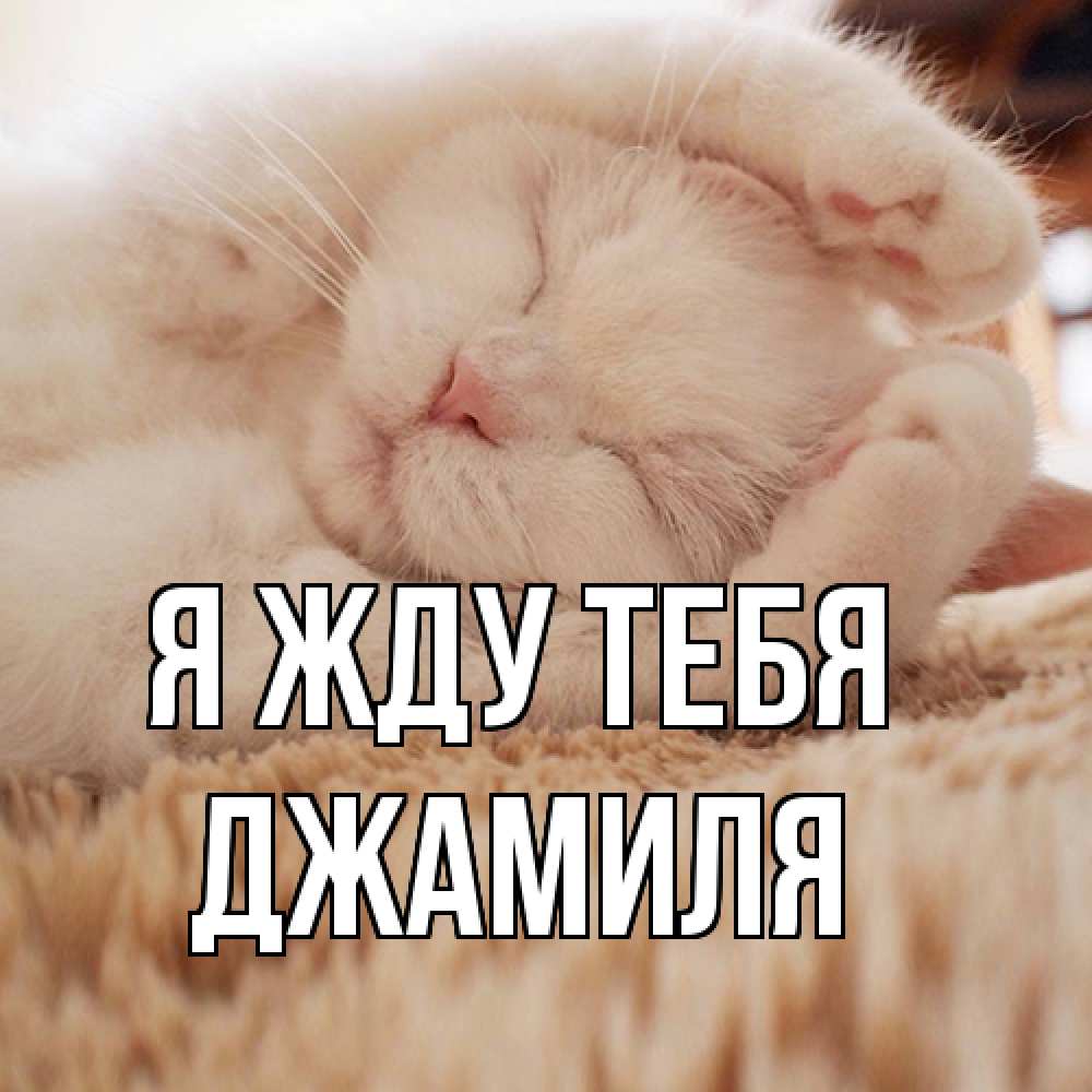 Открытка на каждый день с именем, Джамиля Я жду тебя для любимой девушки милота Прикольная открытка с пожеланием онлайн скачать бесплатно 