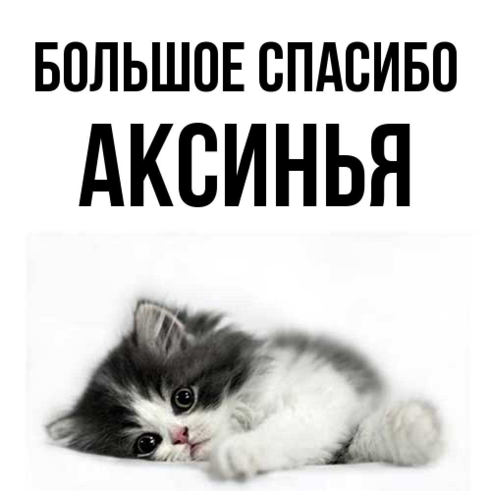 Открытка на каждый день с именем, Аксинья Большое спасибо черный и белый кот Прикольная открытка с пожеланием онлайн скачать бесплатно 
