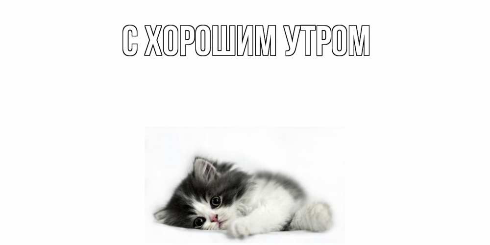 Открытка на каждый день с именем, Трифон Скучашки кот, скука Прикольная открытка с пожеланием онлайн скачать бесплатно 