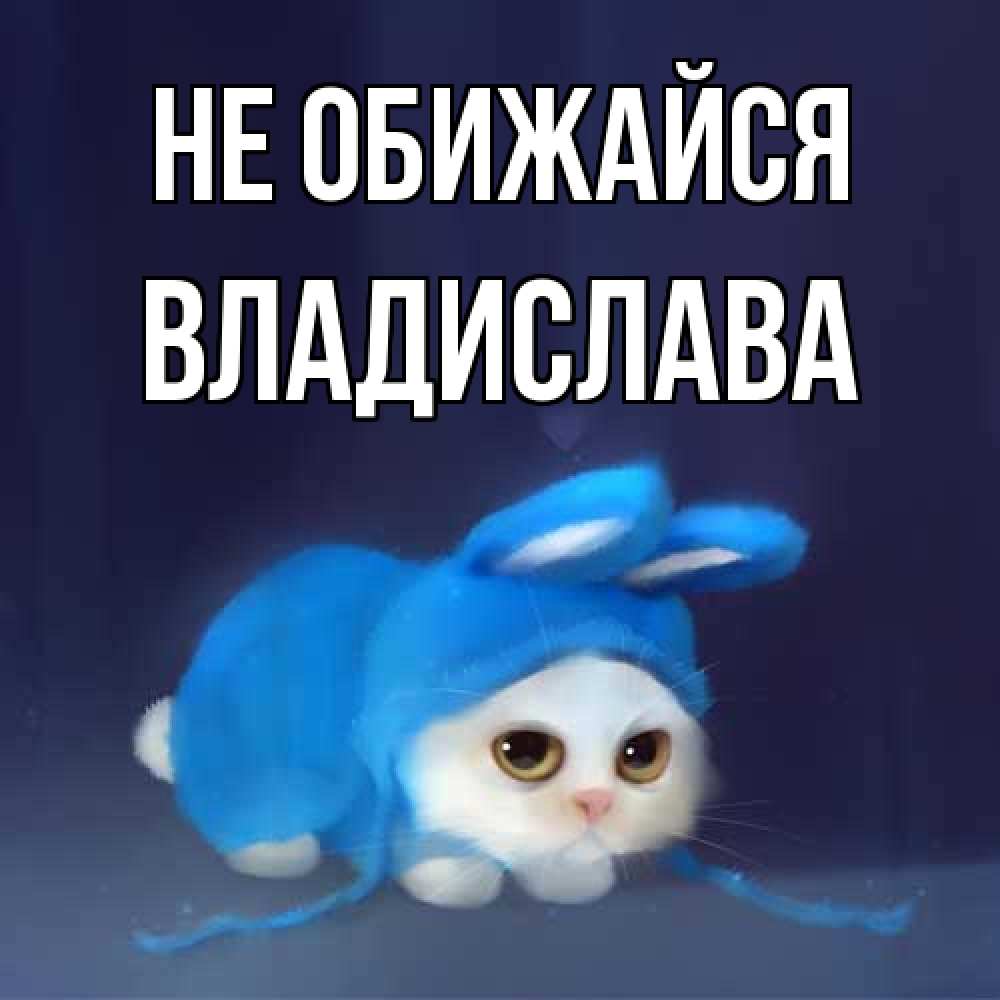 Открытка на каждый день с именем, Владислава Не обижайся невинный котозай просит прощения Прикольная открытка с пожеланием онлайн скачать бесплатно 