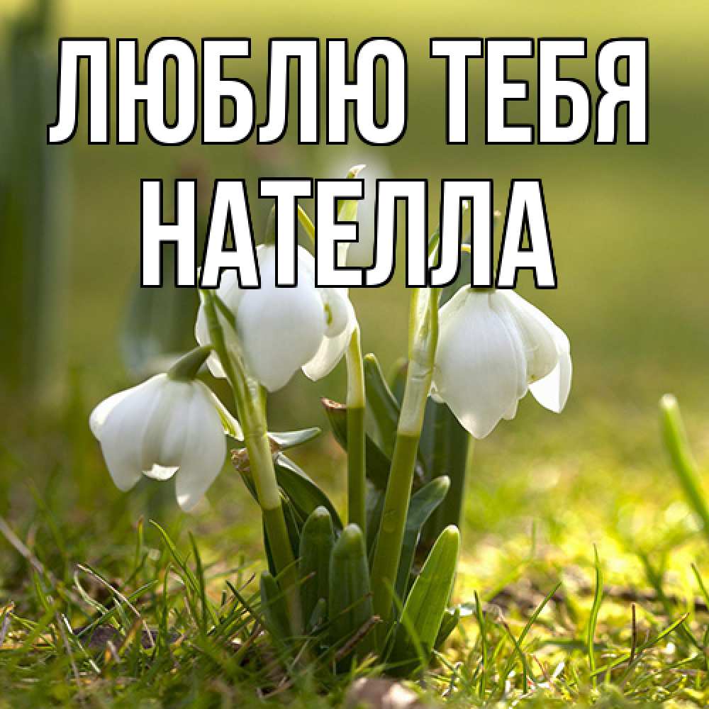 Открытка на каждый день с именем, Нателла Люблю тебя ранние цветы 2 Прикольная открытка с пожеланием онлайн скачать бесплатно 