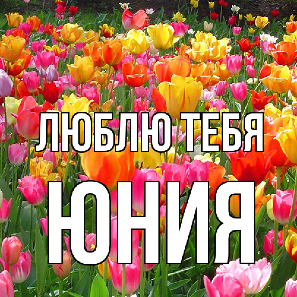 Открытка на каждый день с именем, Юния Люблю тебя на международный женский день Прикольная открытка с пожеланием онлайн скачать бесплатно 