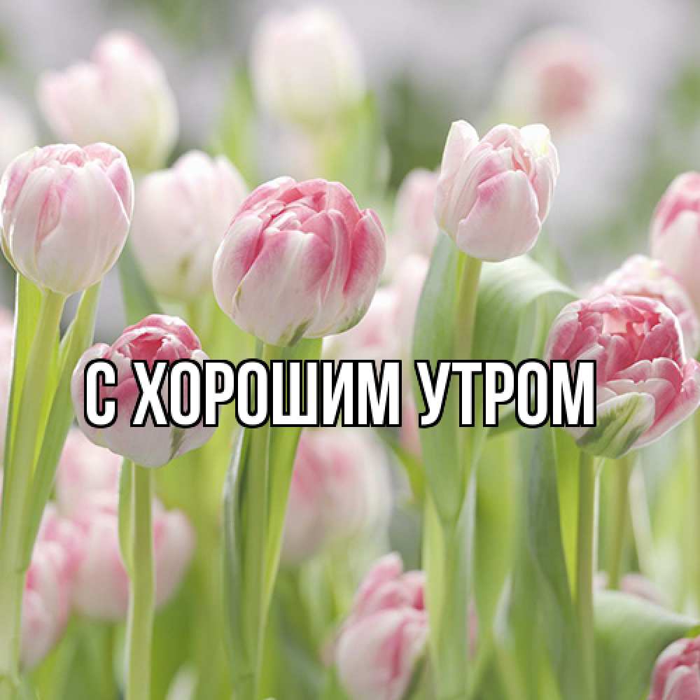 Открытка на каждый день с именем, Лёня Люблю тебя цветы Прикольная открытка с пожеланием онлайн скачать бесплатно 