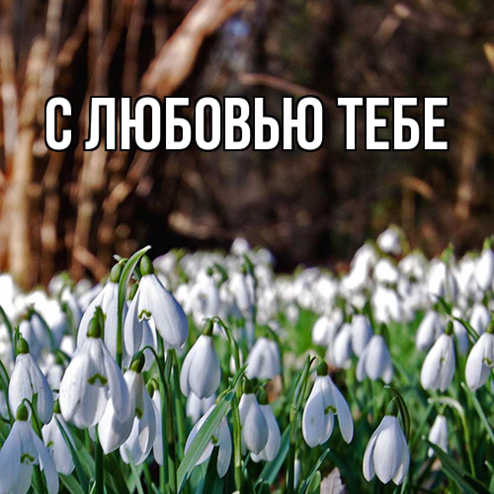 Открытка на каждый день с именем, Жан Люблю тебя с подснежниками 1 Прикольная открытка с пожеланием онлайн скачать бесплатно 