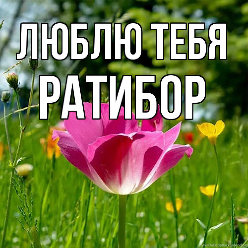 Открытка на каждый день с именем, Ратибор Люблю тебя полевые цветы Прикольная открытка с пожеланием онлайн скачать бесплатно 