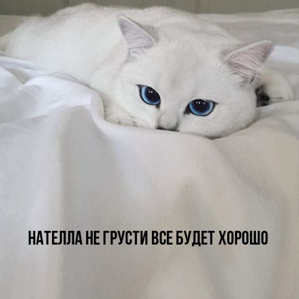 Открытка на каждый день с именем, Нателла Не грусти все будет хорошо Голубоглазая кошка Прикольная открытка с пожеланием онлайн скачать бесплатно 