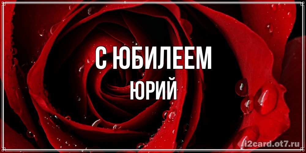 Открытка на каждый день с именем, Юрий C юбилеем крупная бордовая роза Прикольная открытка с пожеланием онлайн скачать бесплатно 