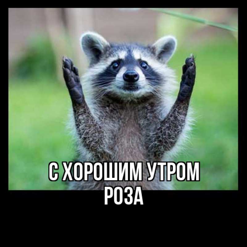 Картинка С хорошим утром, Роза