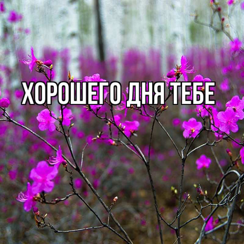 Открытка с именем, Памела, Люблю тебя