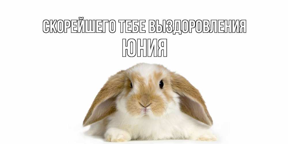 Открытка на каждый день с именем, Юния Скорейшего тебе выздоровления вислоухий кролик белого и коричневого цвета Прикольная открытка с пожеланием онлайн скачать бесплатно 