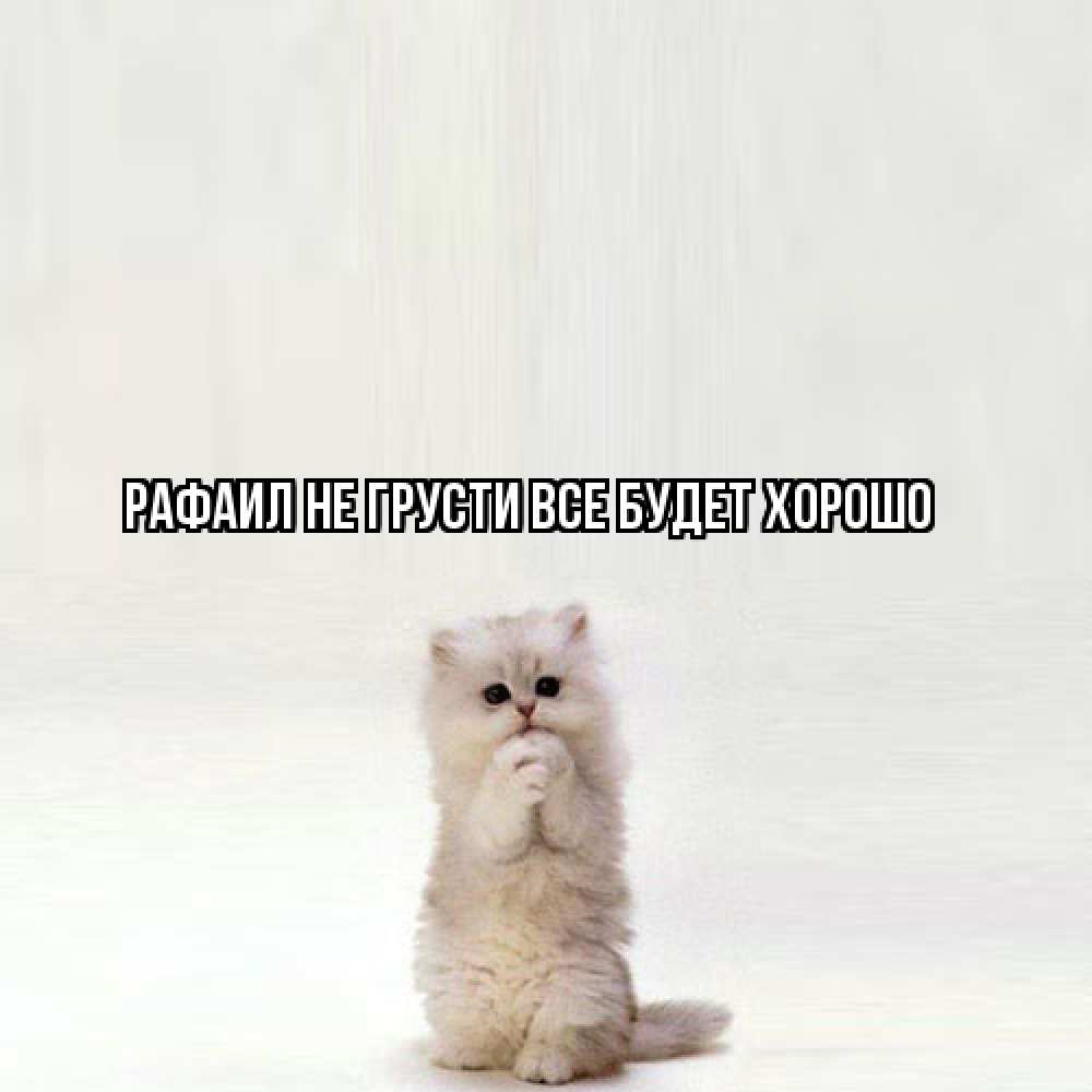 Открытка на каждый день с именем, Рафаил Не грусти все будет хорошо грустный кот Прикольная открытка с пожеланием онлайн скачать бесплатно 