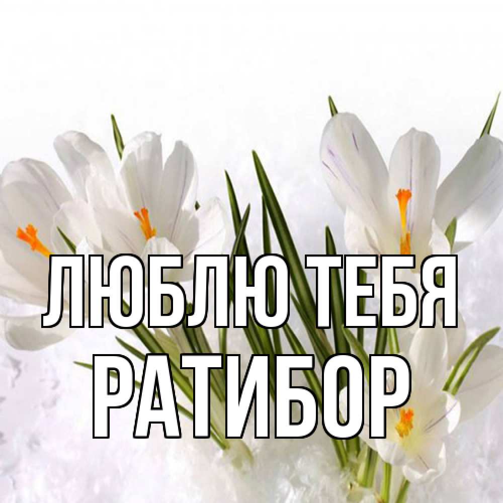 Открытка на каждый день с именем, Ратибор Люблю тебя под снегом Прикольная открытка с пожеланием онлайн скачать бесплатно 