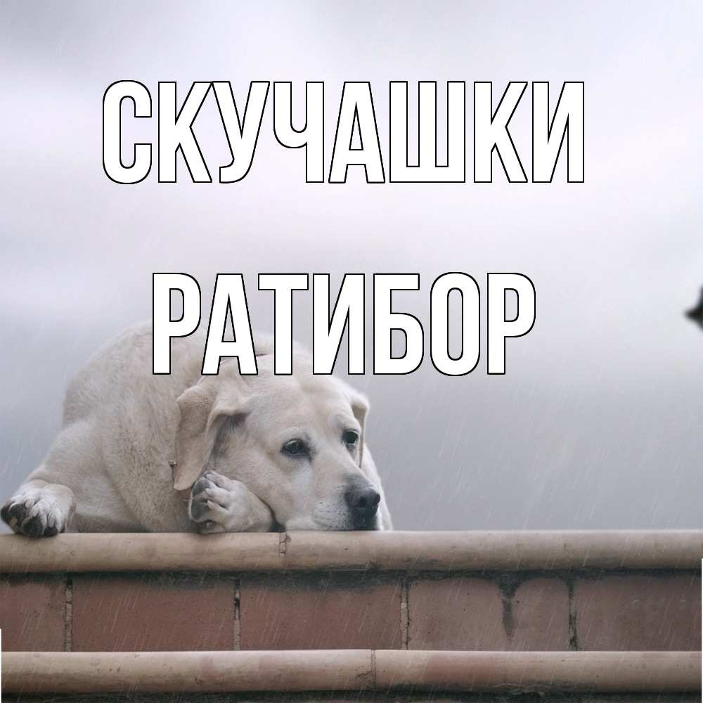 Открытка на каждый день с именем, Ратибор Скучашки ждет Прикольная открытка с пожеланием онлайн скачать бесплатно 
