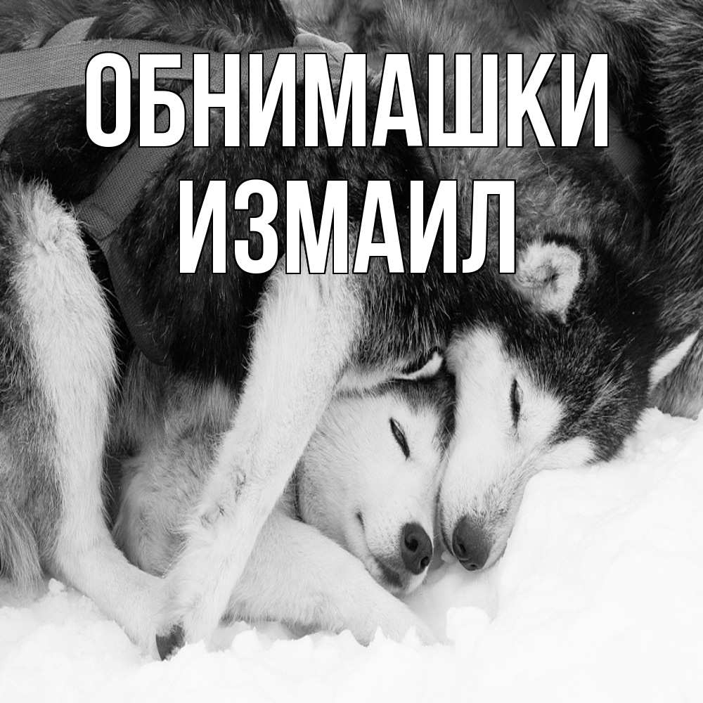 Открытка на каждый день с именем, Измаил Обнимашки собачки в упряжке Прикольная открытка с пожеланием онлайн скачать бесплатно 