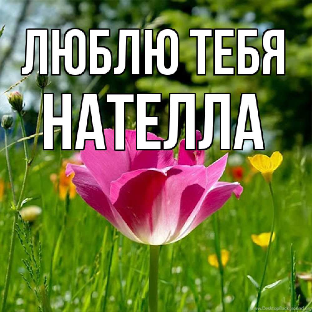 Открытка на каждый день с именем, Нателла Люблю тебя полевые цветы Прикольная открытка с пожеланием онлайн скачать бесплатно 