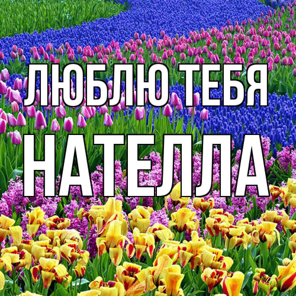 Открытка на каждый день с именем, Нателла Люблю тебя цветы Прикольная открытка с пожеланием онлайн скачать бесплатно 