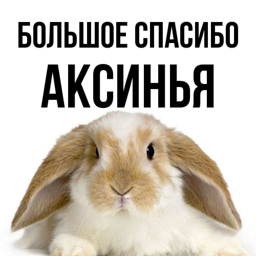 Открытка на каждый день с именем, Аксинья Большое спасибо коричнево белый заяц Прикольная открытка с пожеланием онлайн скачать бесплатно 