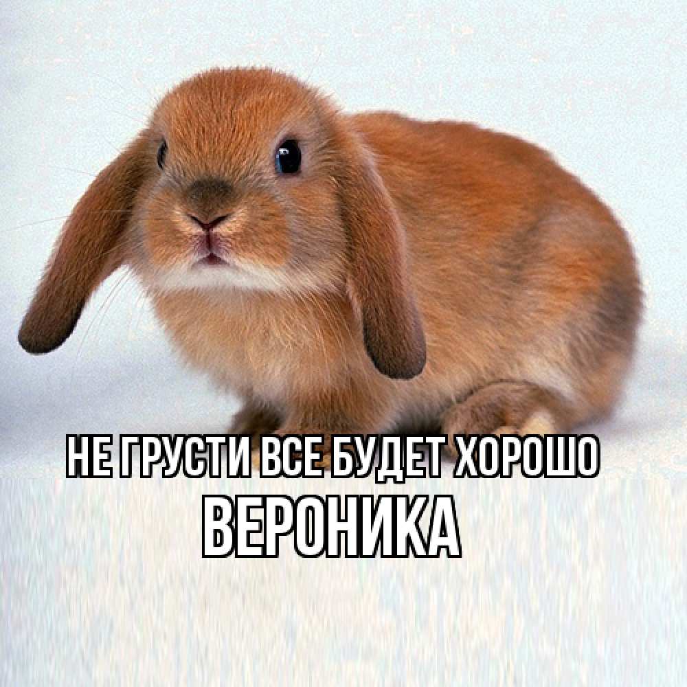Открытка на каждый день с именем, Вероника Не грусти все будет хорошо вислоухий рыжий кролик Прикольная открытка с пожеланием онлайн скачать бесплатно 
