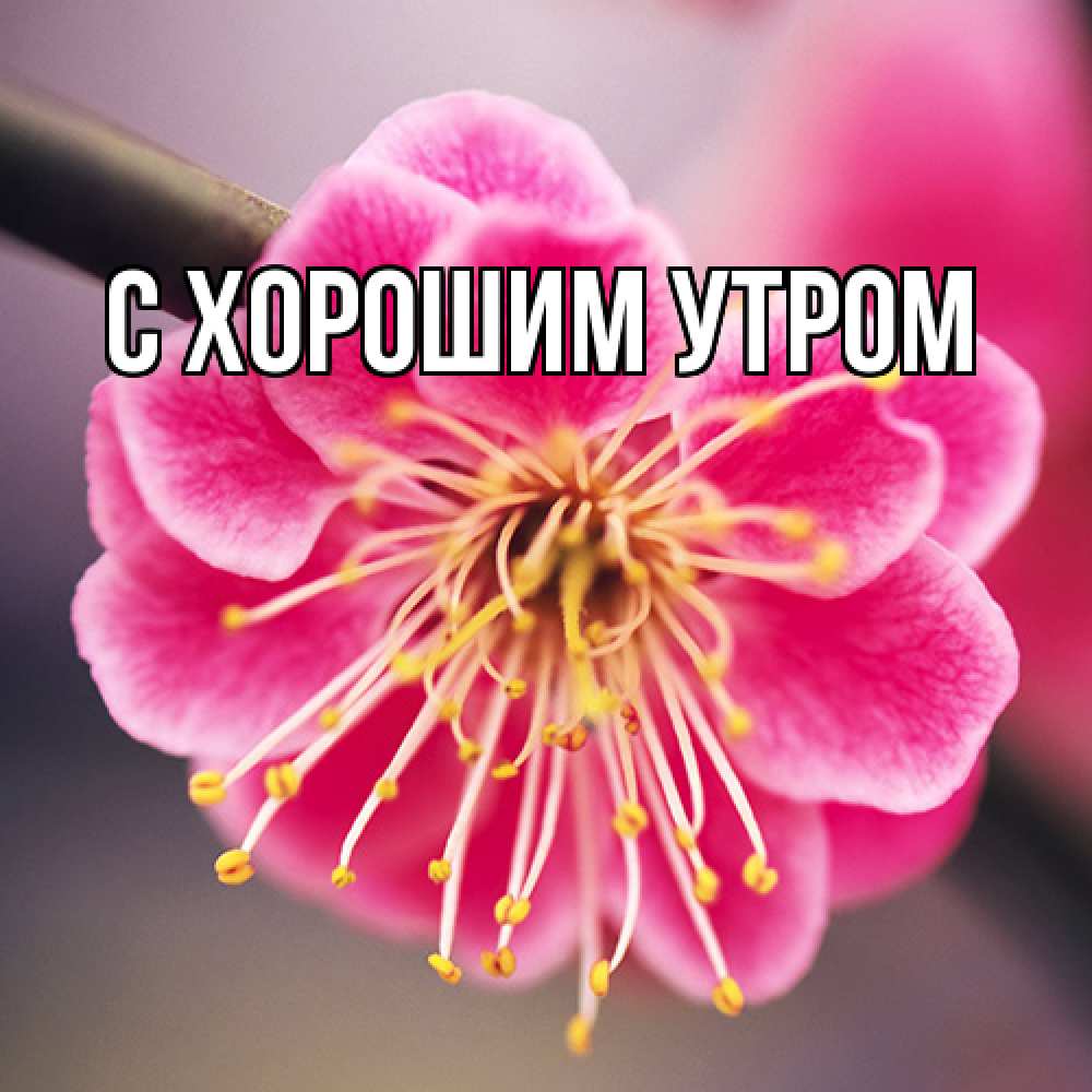 Открытка на каждый день с именем, Лида Люблю тебя цветы Прикольная открытка с пожеланием онлайн скачать бесплатно 