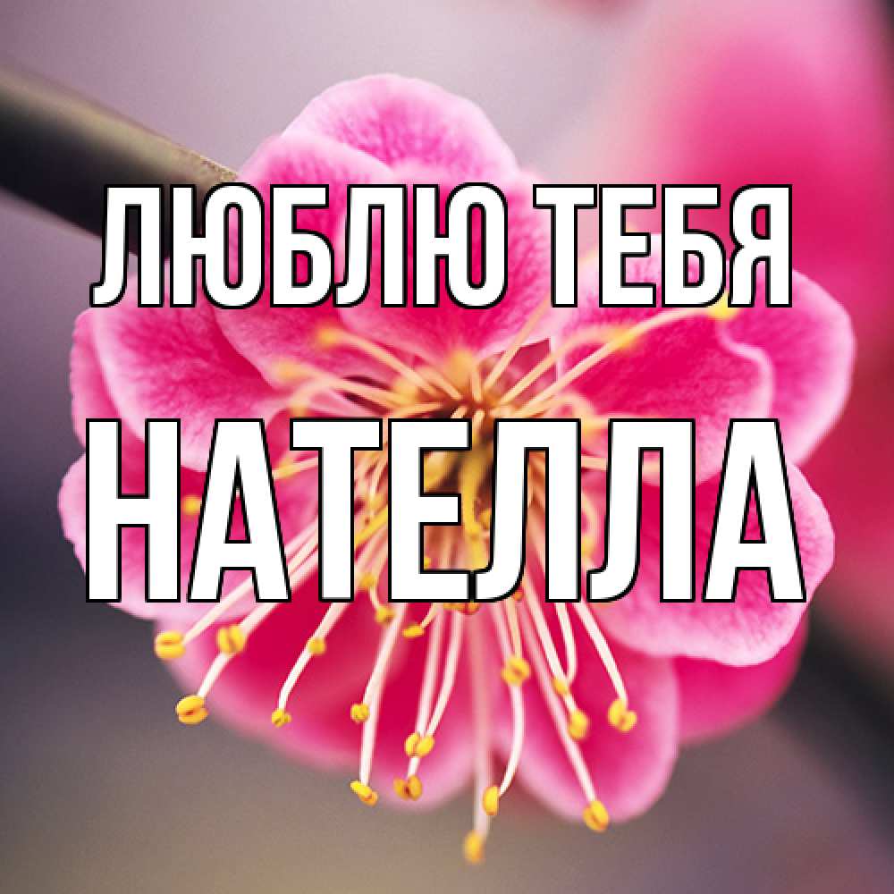 Открытка на каждый день с именем, Нателла Люблю тебя цветы Прикольная открытка с пожеланием онлайн скачать бесплатно 