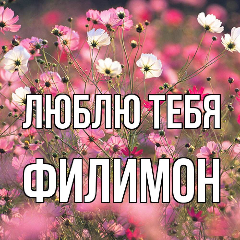 Открытка на каждый день с именем, Филимон Люблю тебя красиво 1 Прикольная открытка с пожеланием онлайн скачать бесплатно 