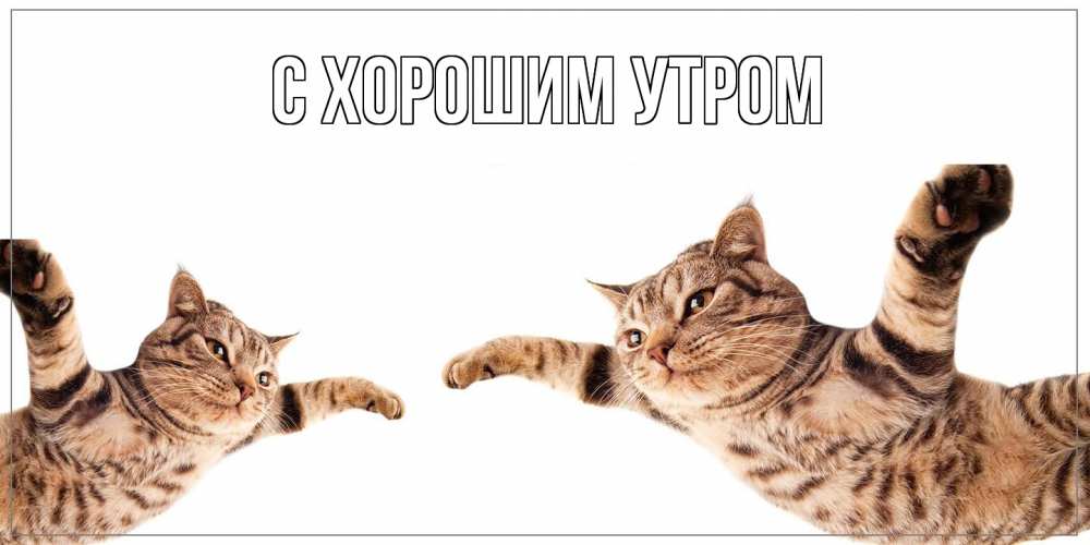 Открытка на каждый день с именем, Дилара Как дела кот Прикольная открытка с пожеланием онлайн скачать бесплатно 