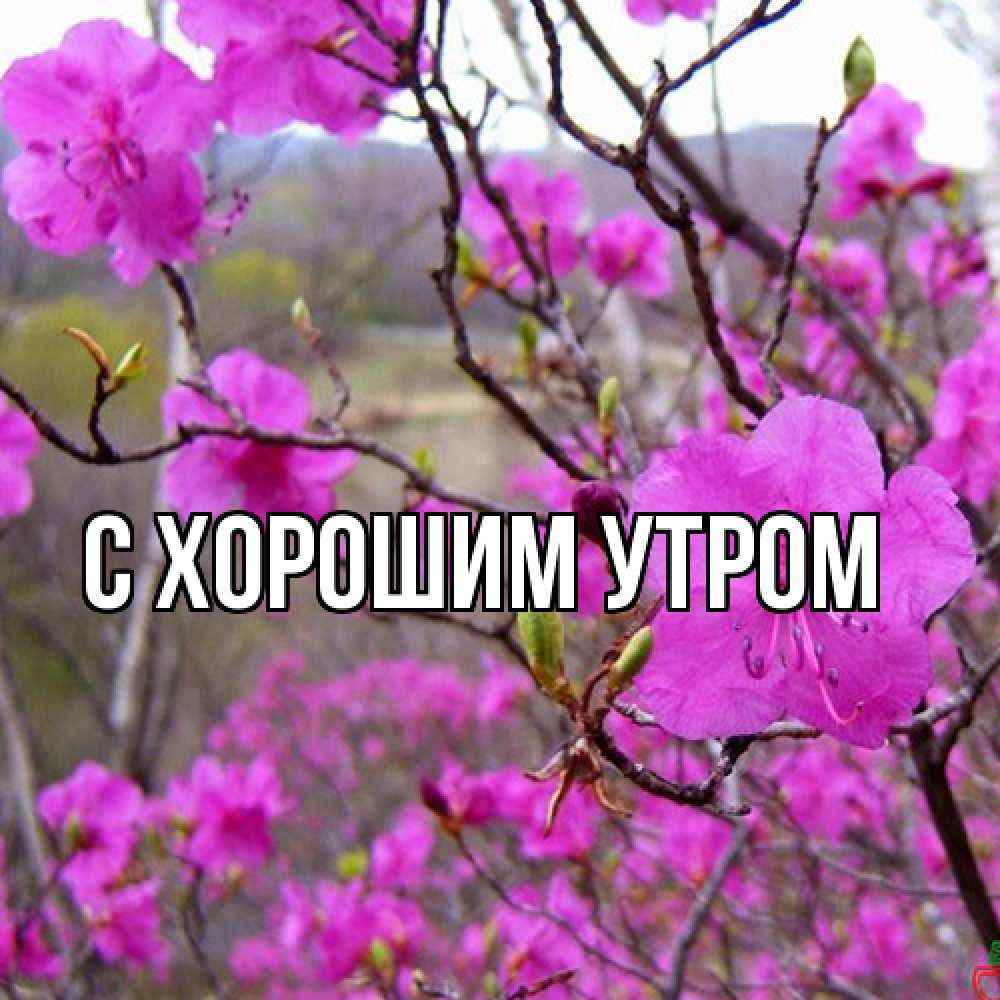 Открытка на каждый день с именем, Лёня Люблю тебя международный женский день Прикольная открытка с пожеланием онлайн скачать бесплатно 