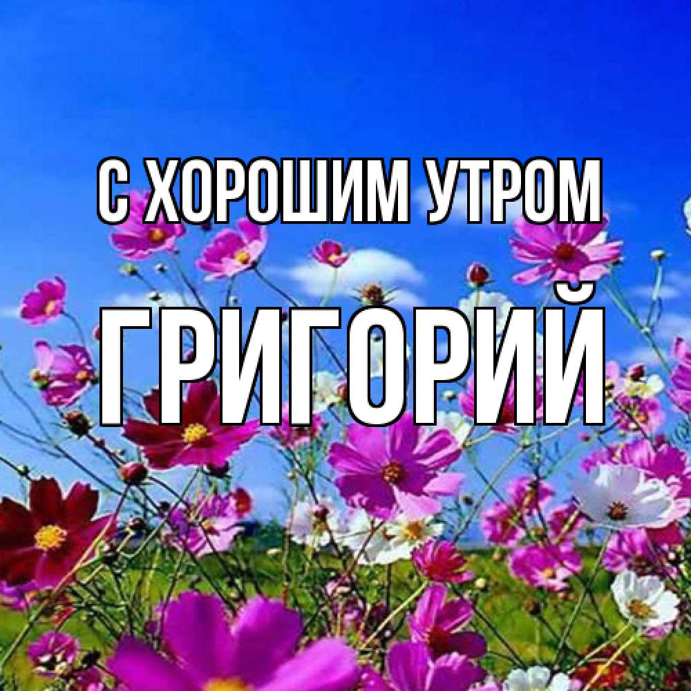 Открытка на каждый день с именем, Григорий С хорошим утром сиреневые цветы Прикольная открытка с пожеланием онлайн скачать бесплатно 