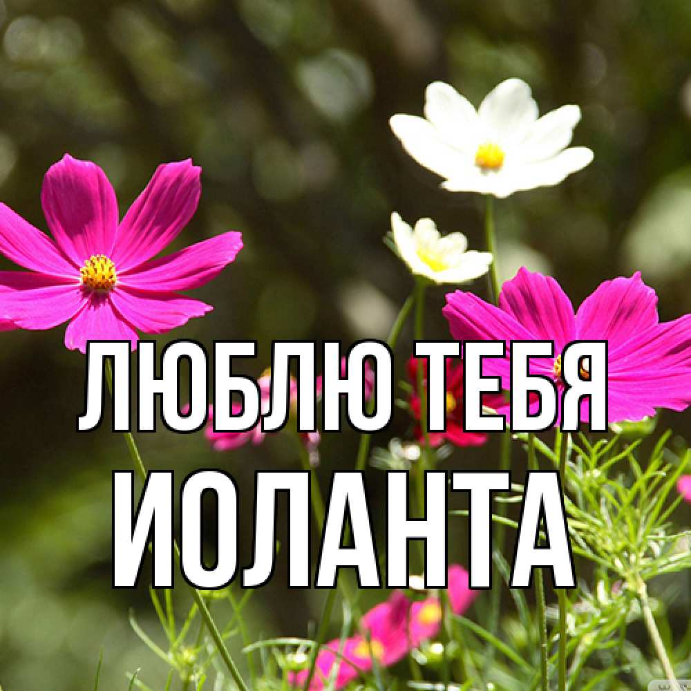 Открытка на каждый день с именем, Иоланта Люблю тебя цветы Прикольная открытка с пожеланием онлайн скачать бесплатно 