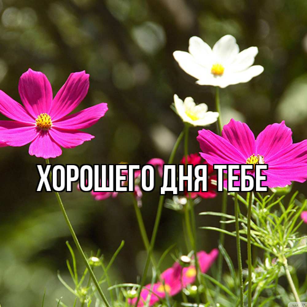 Открытка на каждый день с именем, Измаил Люблю тебя цветы Прикольная открытка с пожеланием онлайн скачать бесплатно 